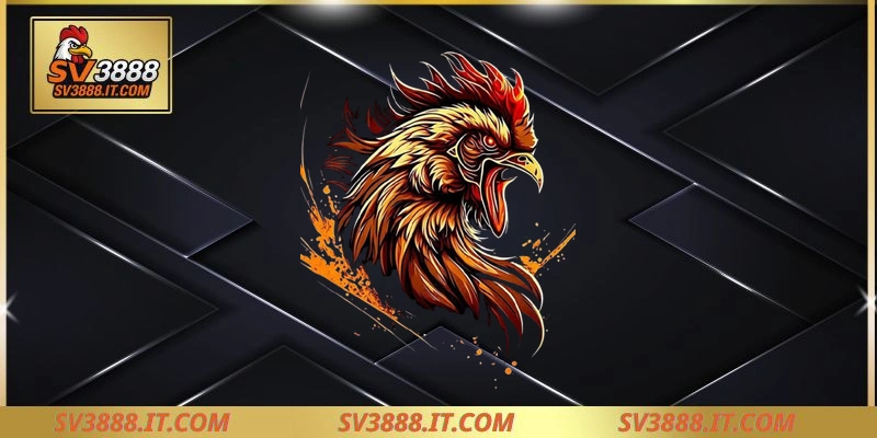 Khám phá đá gà campuchia là hình thức gì?