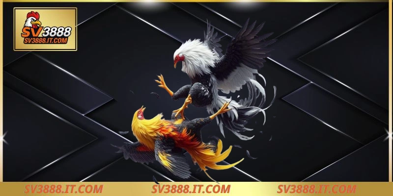 Giới thiệu đôi nét về hình thức đá gà Thomo hôm nay