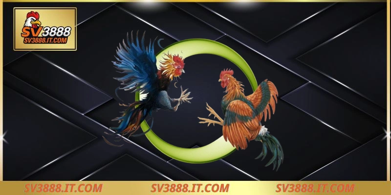 Review về đá gà trực tiếp