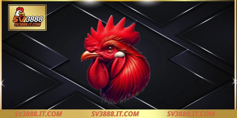 Các loại cược trong đá gà Campuchia