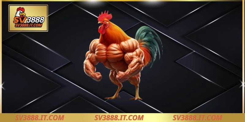 Đôi nét về các sảnh đá gà sv388