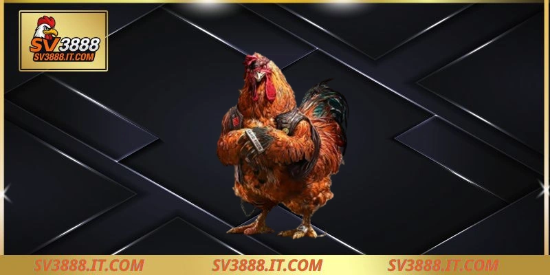Sv388 sở hữu những sảnh gà nào?