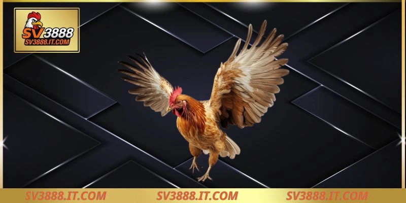 Vảy gà án thiên quý hiếm