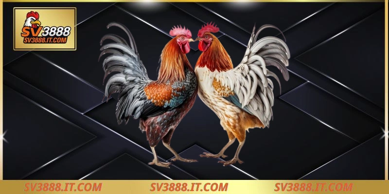 Có nên lựa chọn đá gà