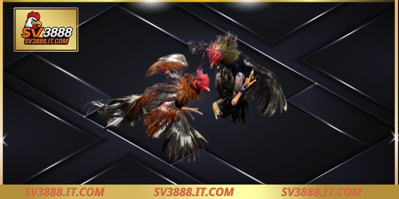 Sảnh đá gà trực tiếp SV388
